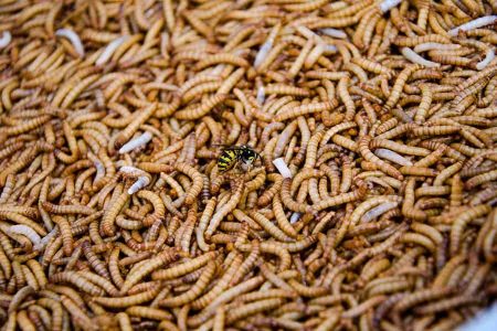 how do maggots get in sealed food