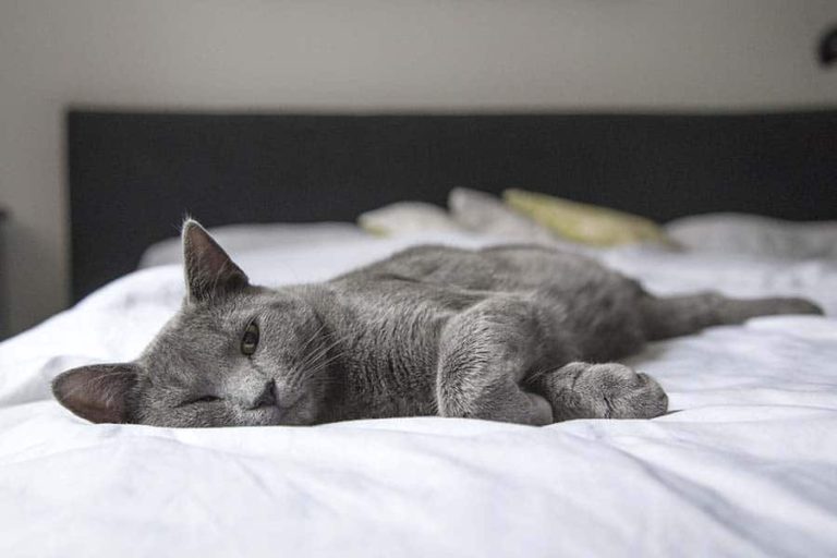 Do Cats Protect You While You Sleep