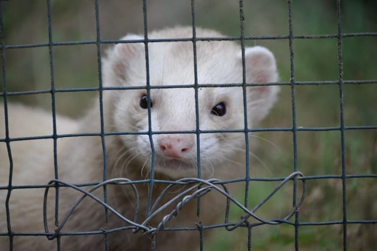 How To Get A Ferret Permit In California