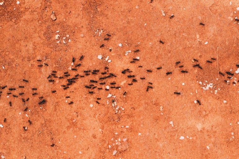 How To Get Rid Of Pee Ants In Your House
