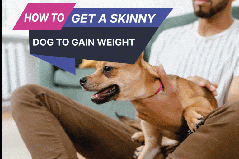 How To Get A Skinny Dog To Gain Weight