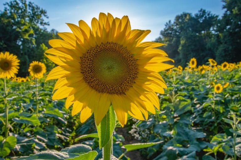 How To Grow A Sunflower In A Pot