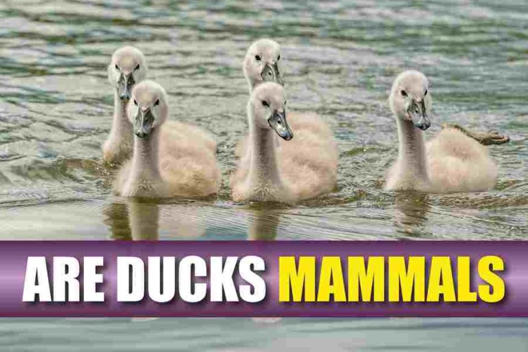 Are Ducks Mammals? Exploring The Science Behind Our Feathered Friends
