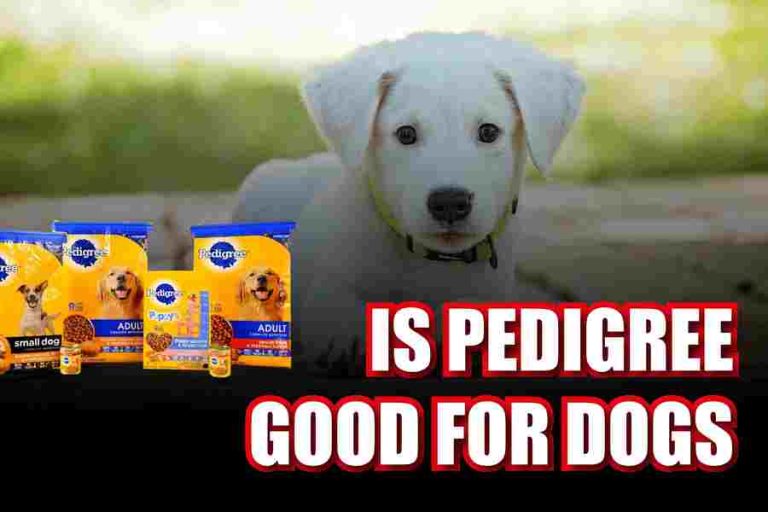 Is Pedigree Good For Dogs