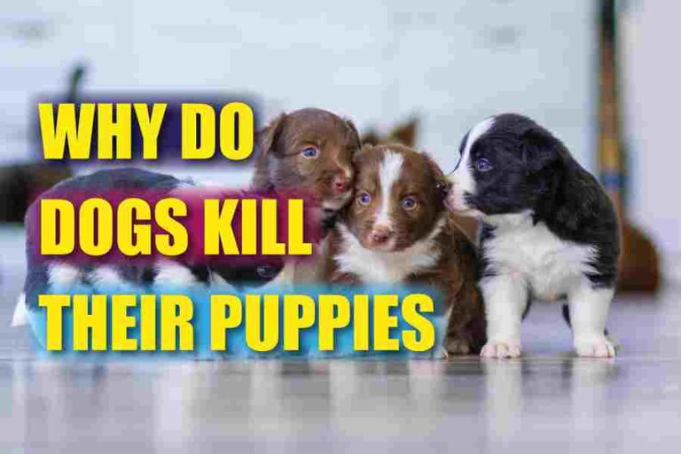 Why Do Dogs Kill Their Puppies