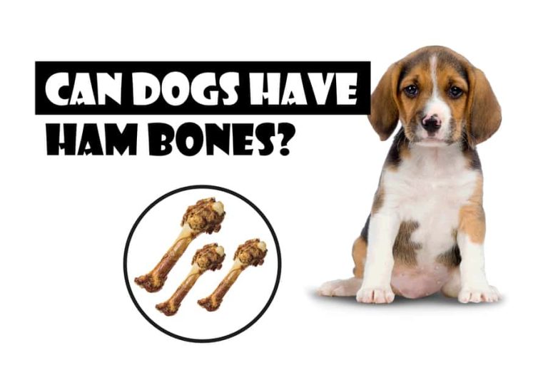 Can Dogs Have Ham Bones