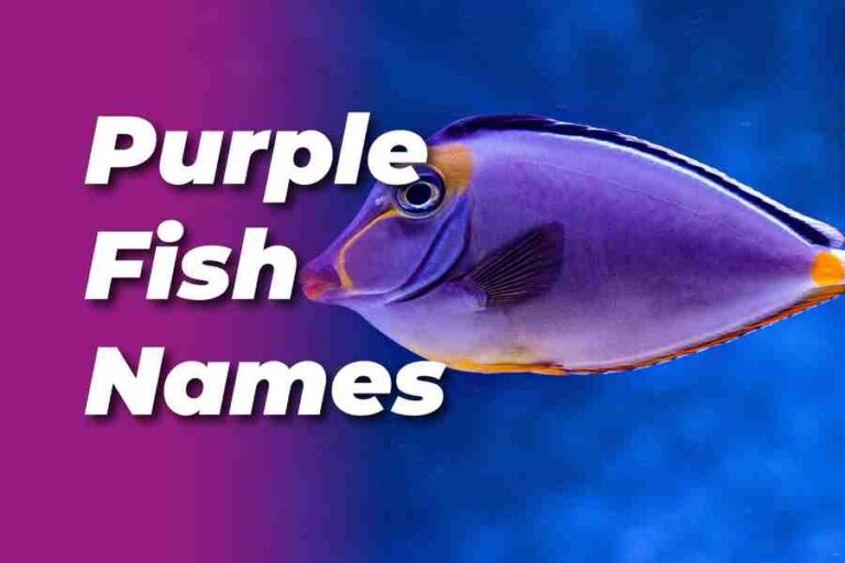 Purple Fish Name