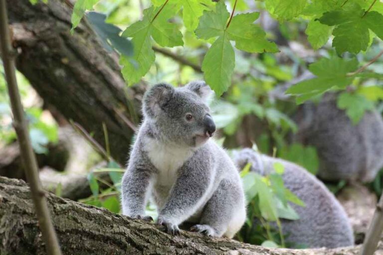 Good Koala Names