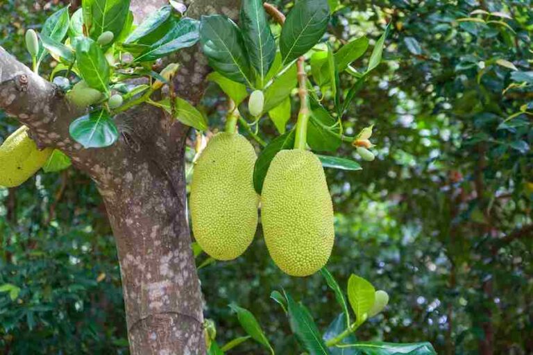 Is It Safe To Eat Jackfruit During Pregnancy
