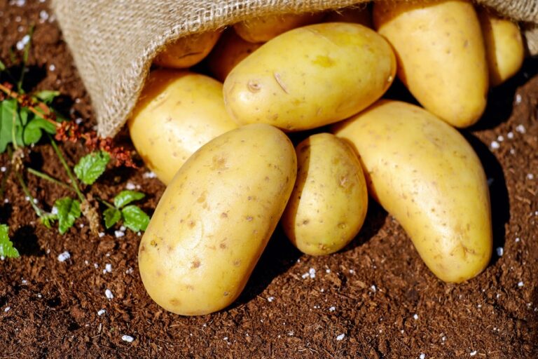 How To Grow Potatoes In Florida
